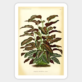 Copy of Calathea ornata - Botanical illustration Sticker